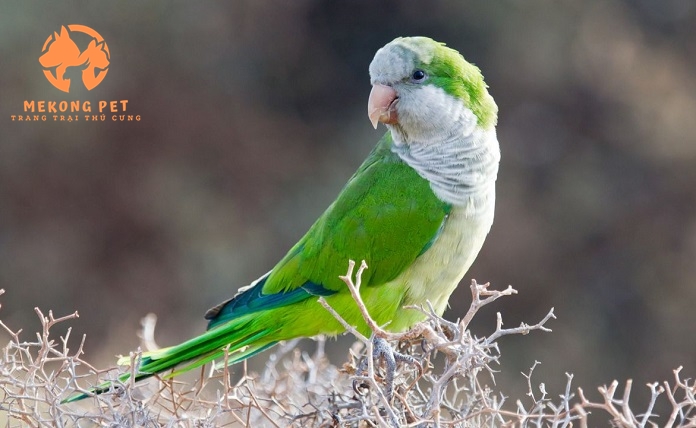 Mua Bán Vẹt Monk Blue&nbsp;Parakeet (vẹt thầy tu) Tại TP.HCM